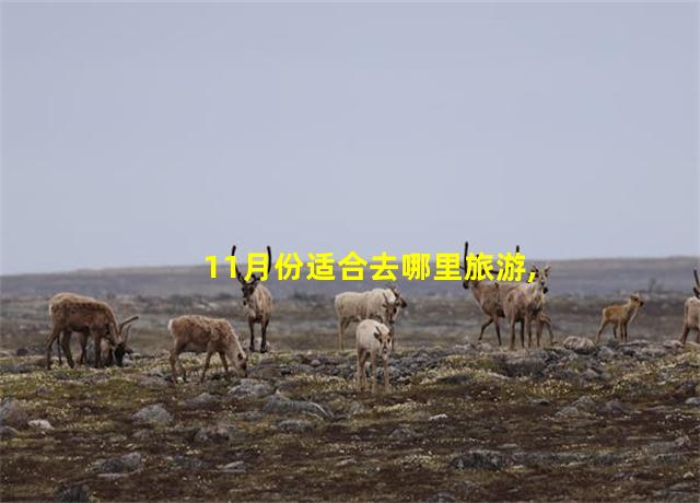 11月份适合去哪里旅游,11月份适合去哪里旅游两天