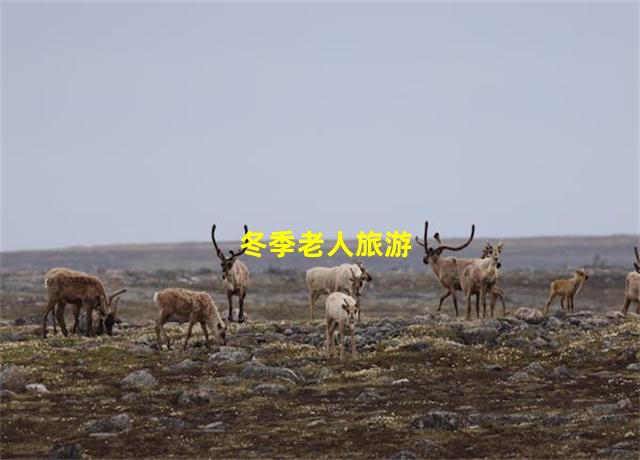 冬季老人旅游