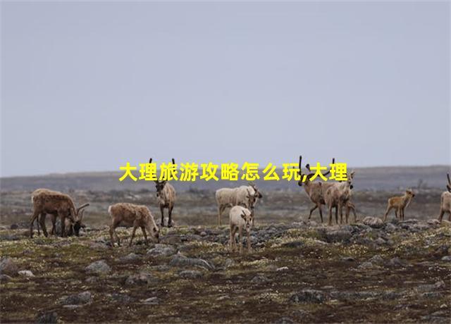 大理旅游攻略怎么玩,大理旅游攻略路线最佳路线