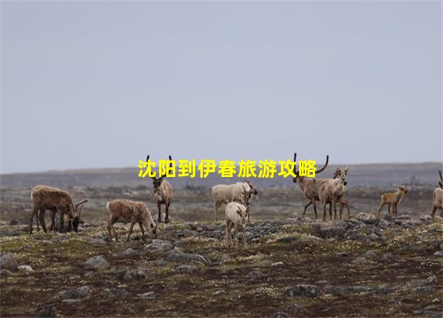 沈阳到伊春旅游攻略