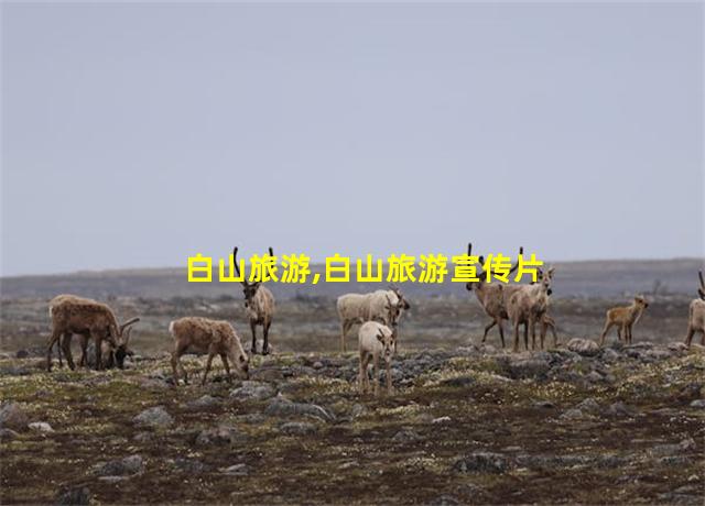 白山旅游,白山旅游宣传片