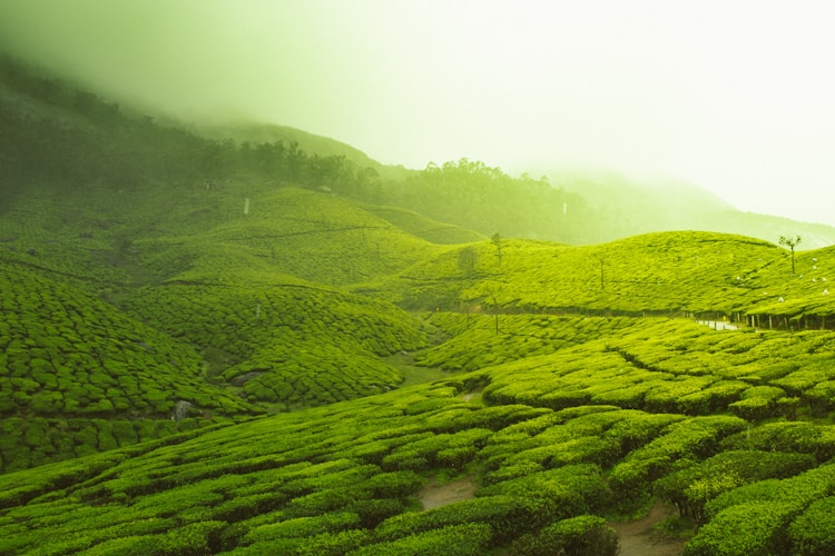 贵州茶场旅游,贵州茶旅路线插图