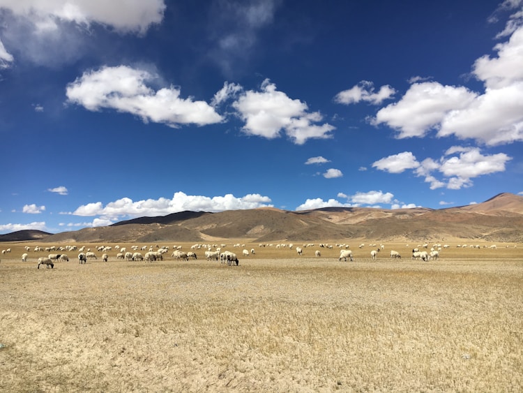 西藏自治区旅游和文化厅,西藏自治区旅游局电话插图2