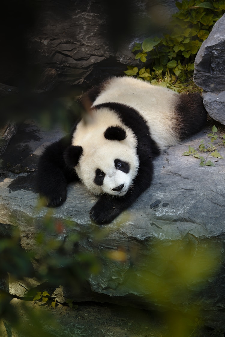 成都熊猫旅游景点,成都熊猫旅游集团插图