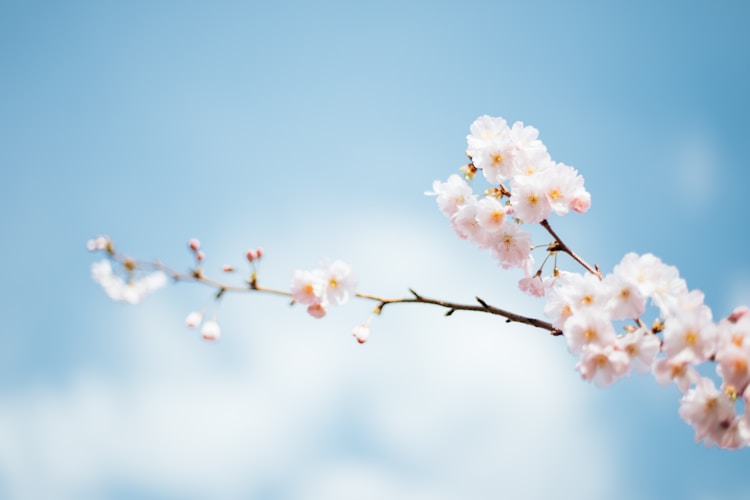 春节旅游过年哪个城市好,春节旅游去哪里比较好插图