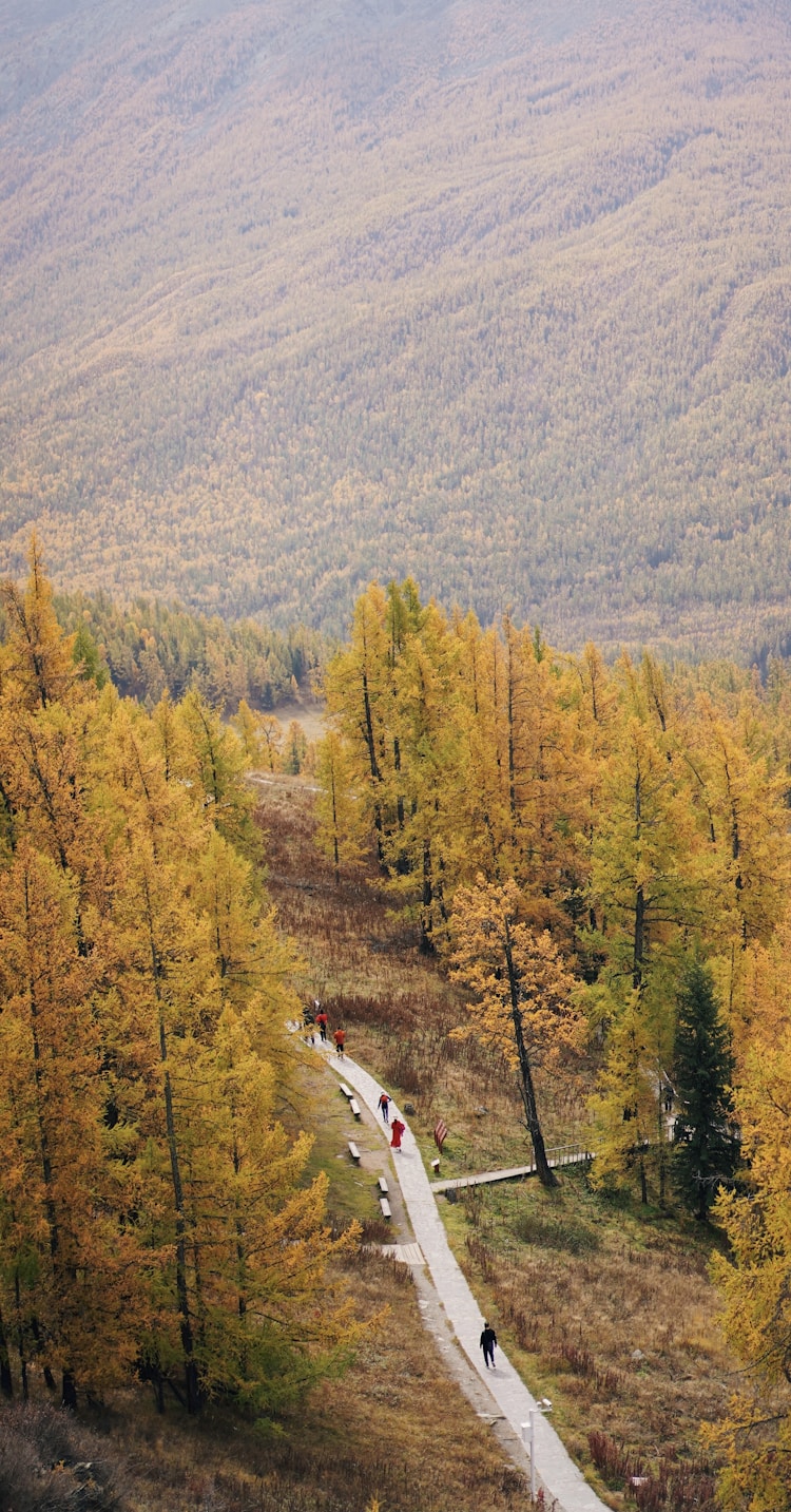 新疆旅游专列怎么个玩法,新疆旅游专列怎么买插图