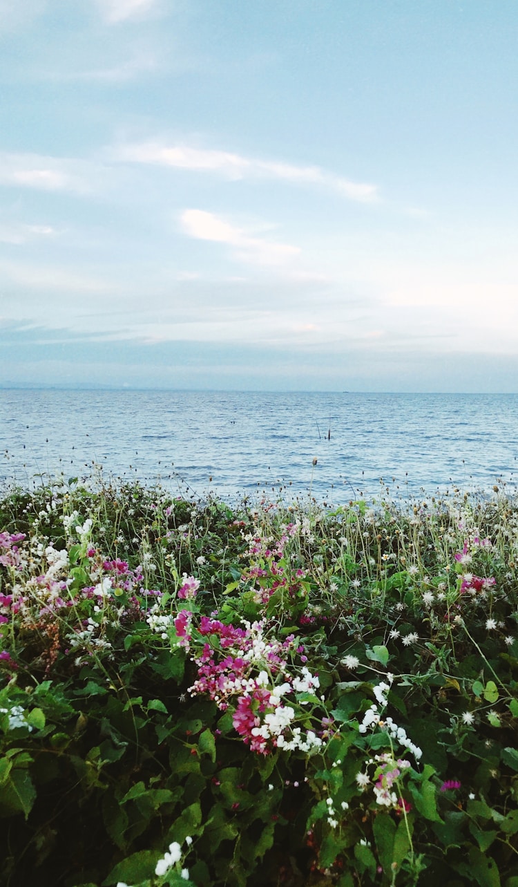 咸阳泾阳花海在哪,泾阳旅游花海插图