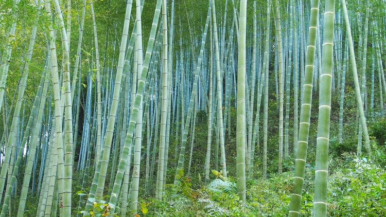 周口旅游团一日游攻略,周口一日游最佳线路插图